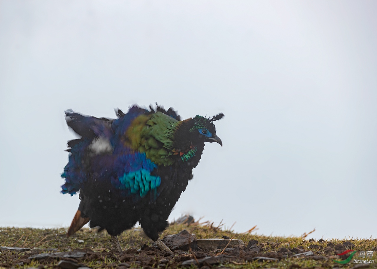 ��β����