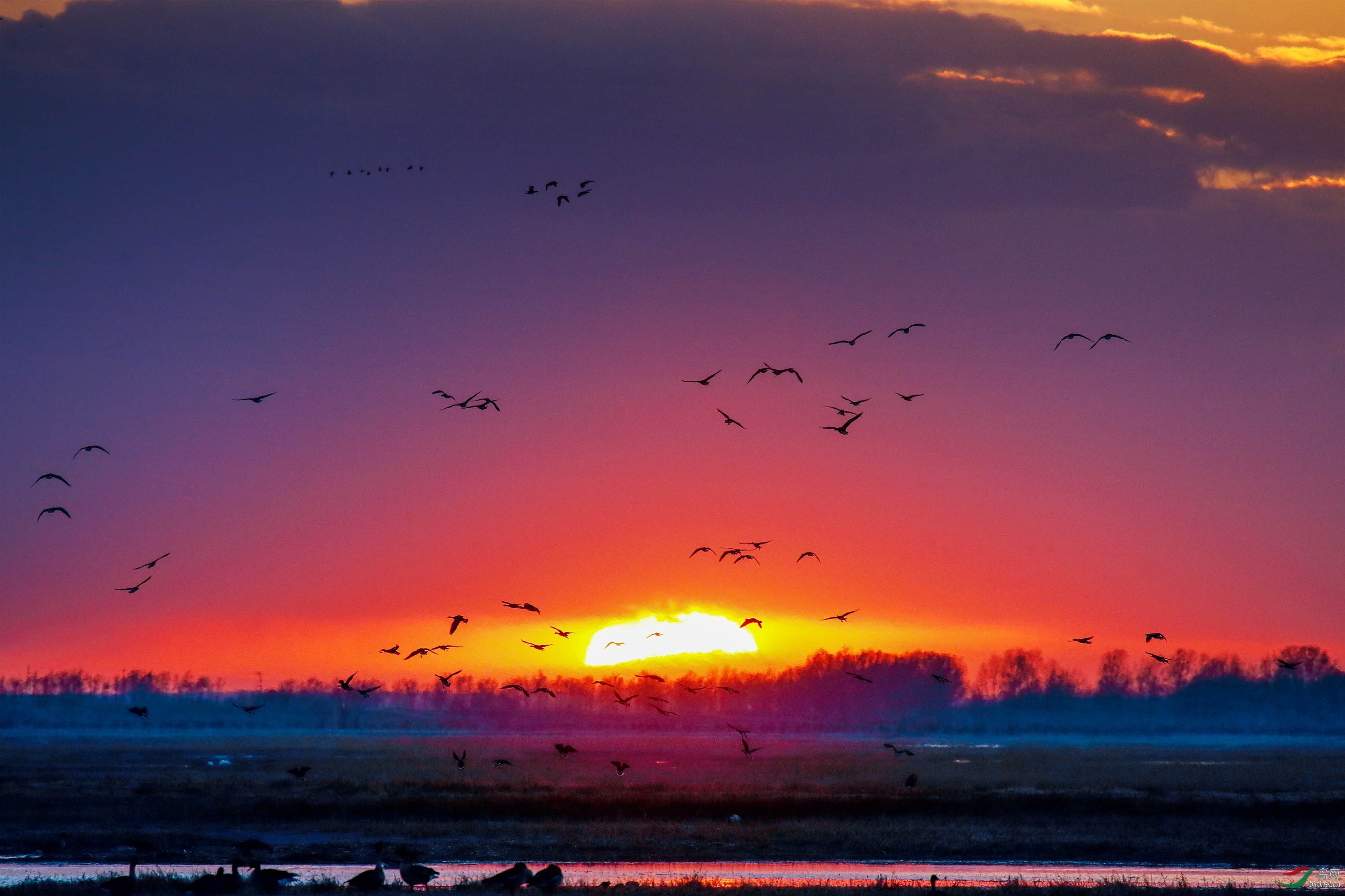漫游人老师作品----落日飞鸟  荣获2020年5月8日  鸟类精华!jpg