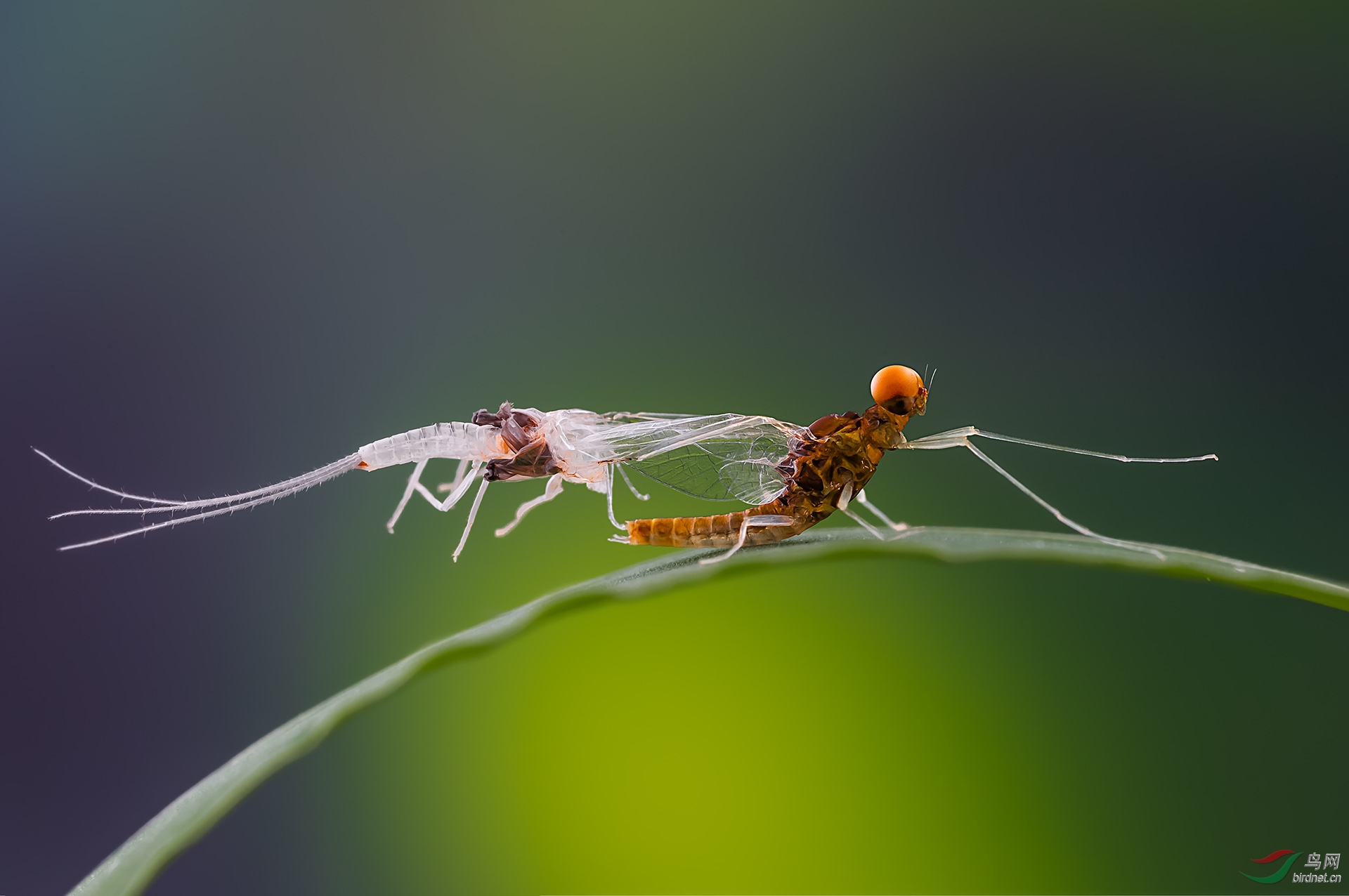 ���� (2)-1.jpg