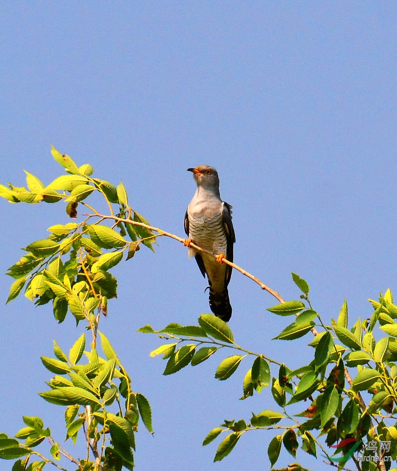 DSC_7194.JPG