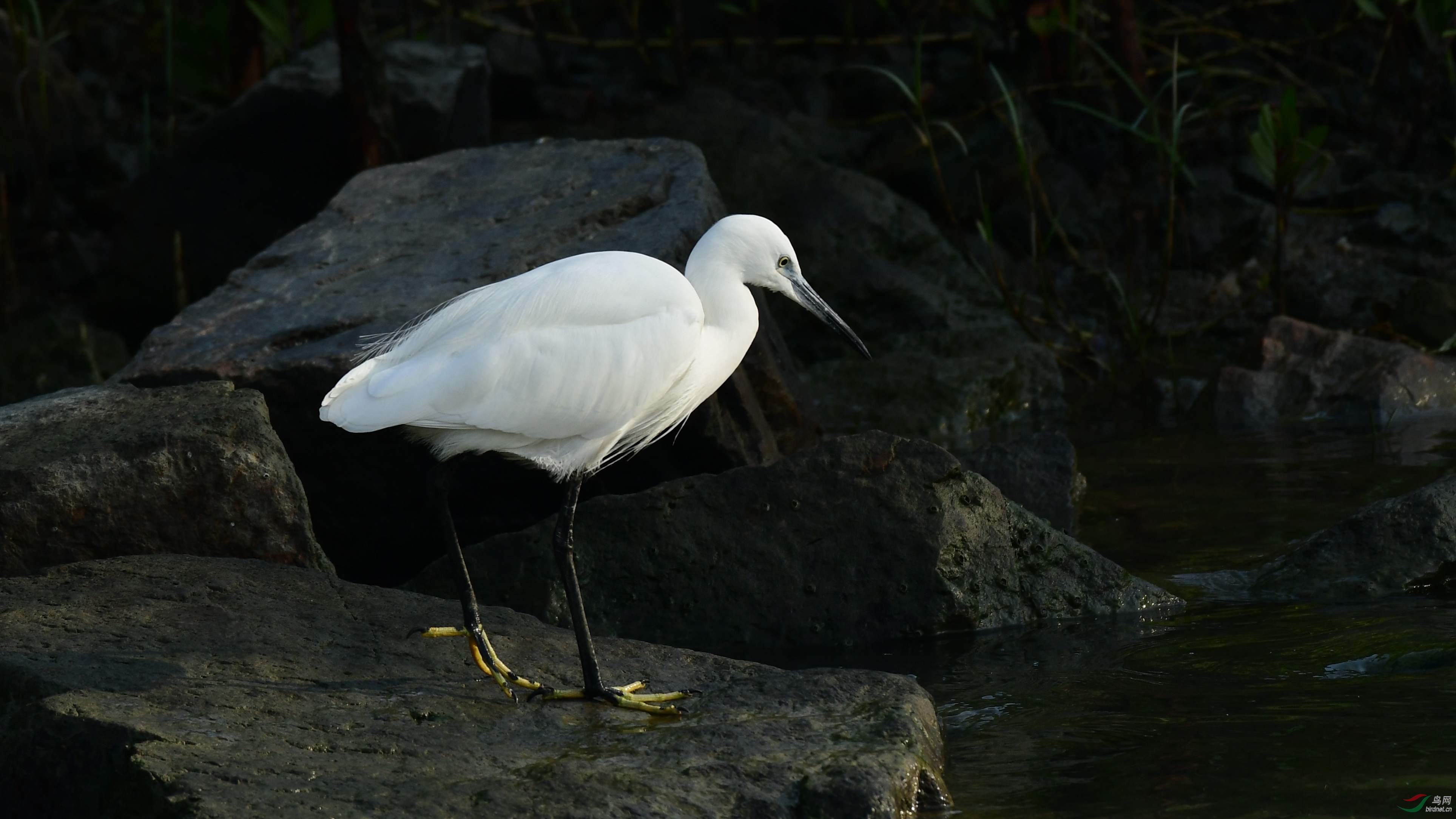 DSC_4629_����.jpg