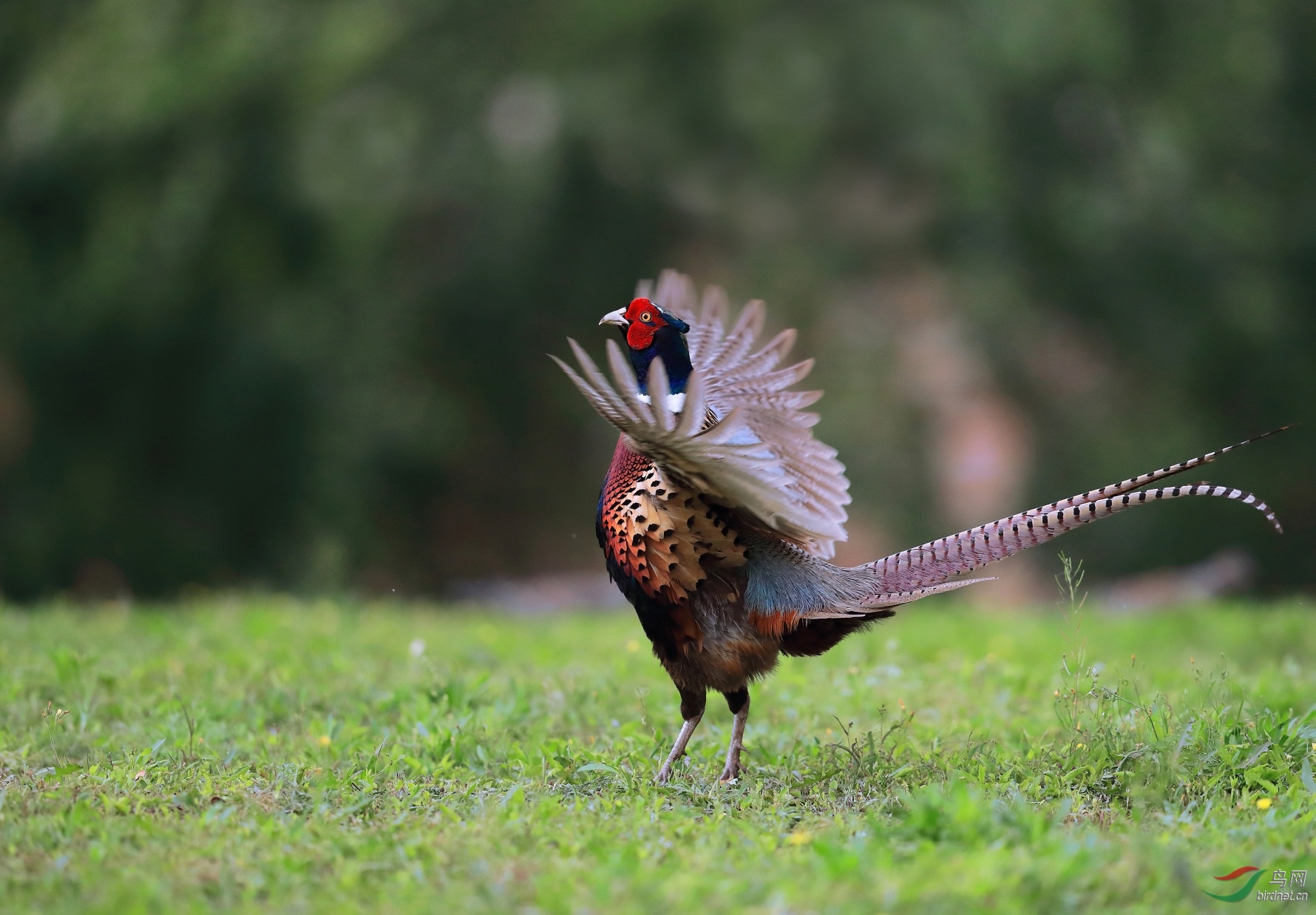 44 - ����.jpg