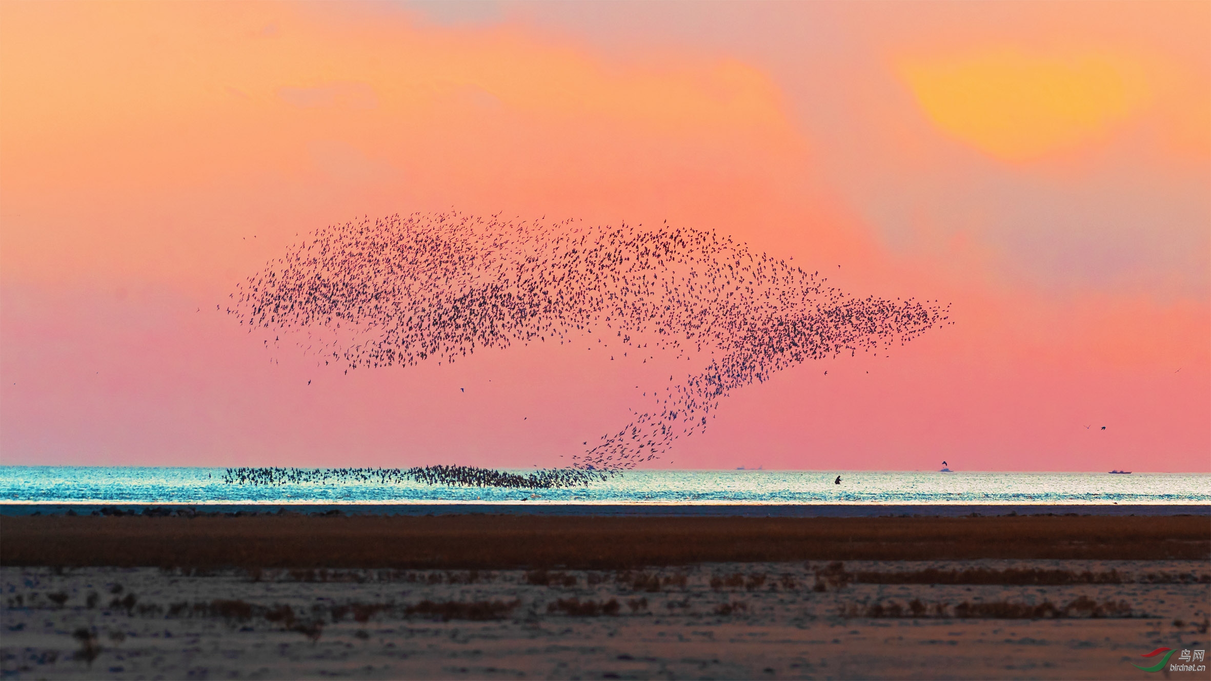 鸟浪(祝贺老师佳作荣获每日佳作)