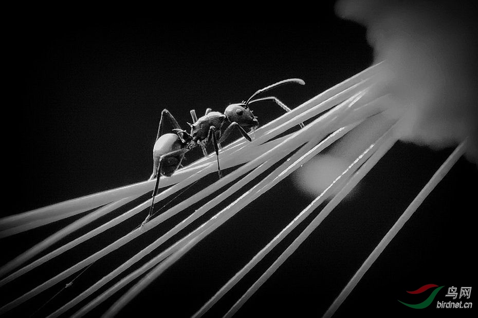 蚂蚁~~~祝贺老师荣获黑白影像首页精华!