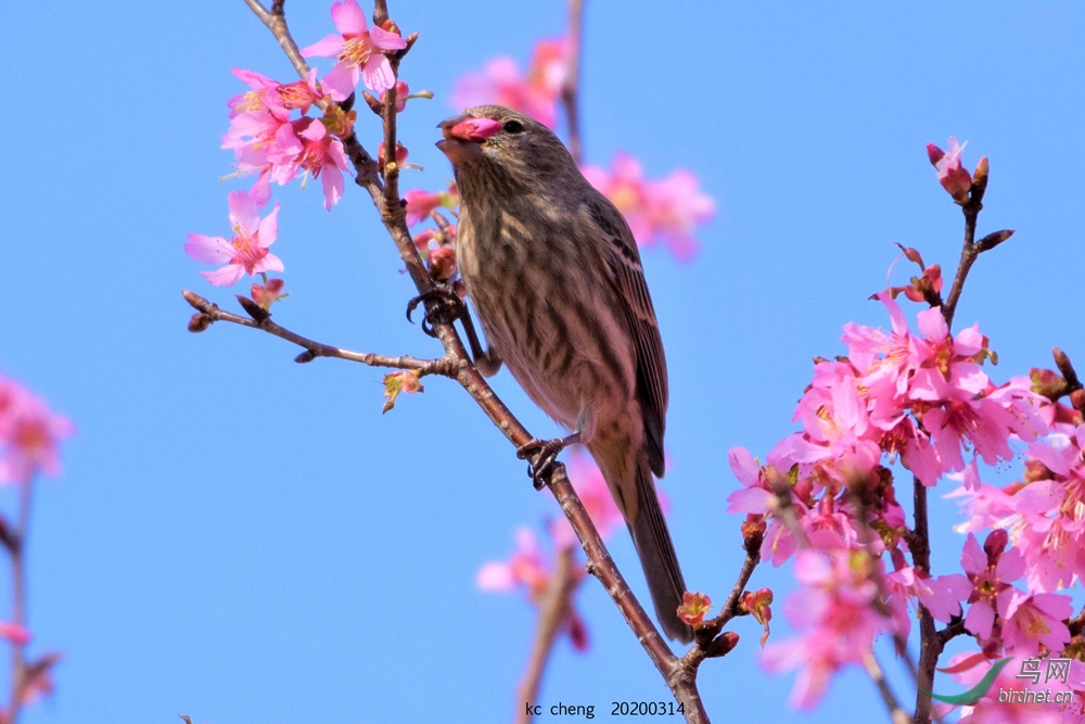 DSC_0070-֦ͷ��Сȸ��Ҳ��ͦ�ɰ���5-1000.jpg