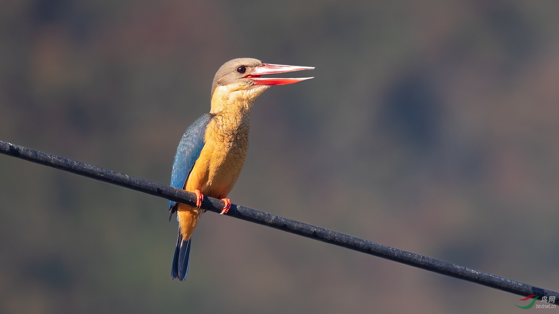 鹳嘴翡翠(纪念版)