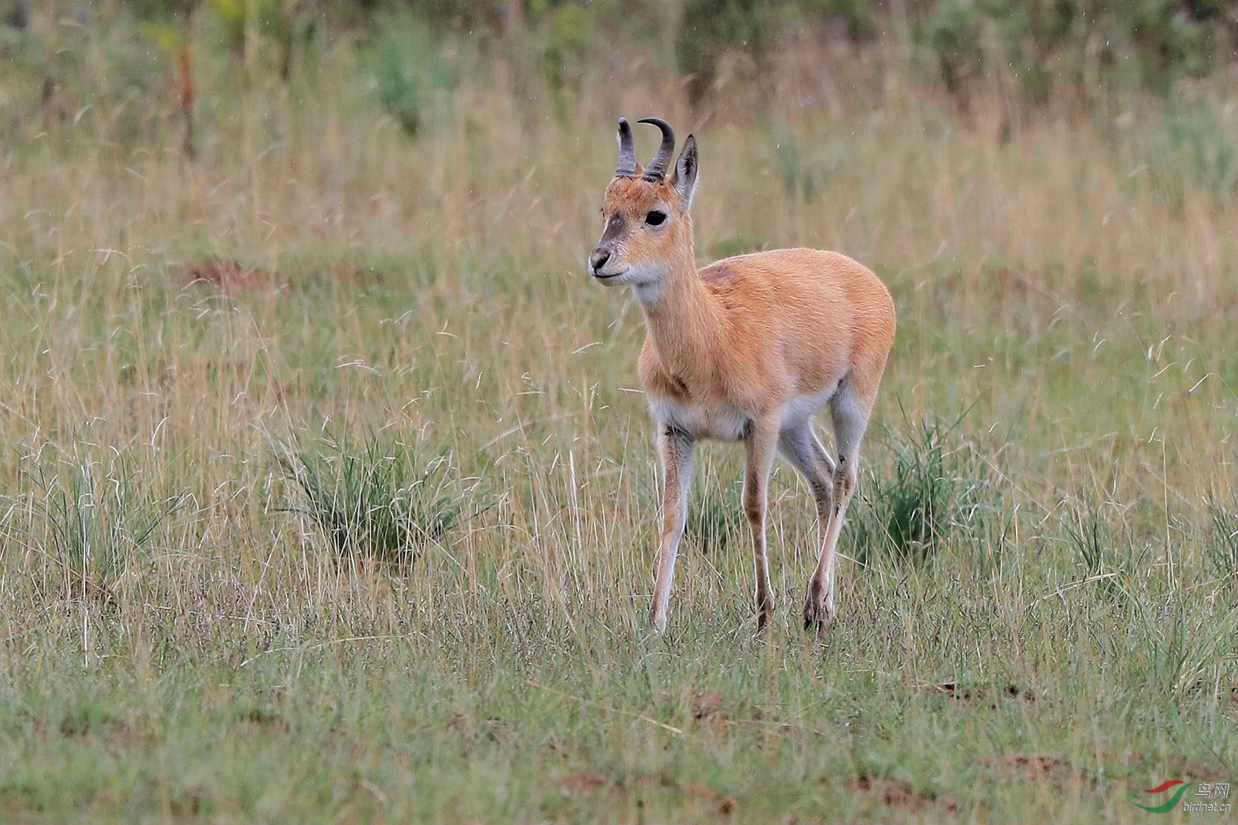 普氏原羚恭喜荣获本版佳作