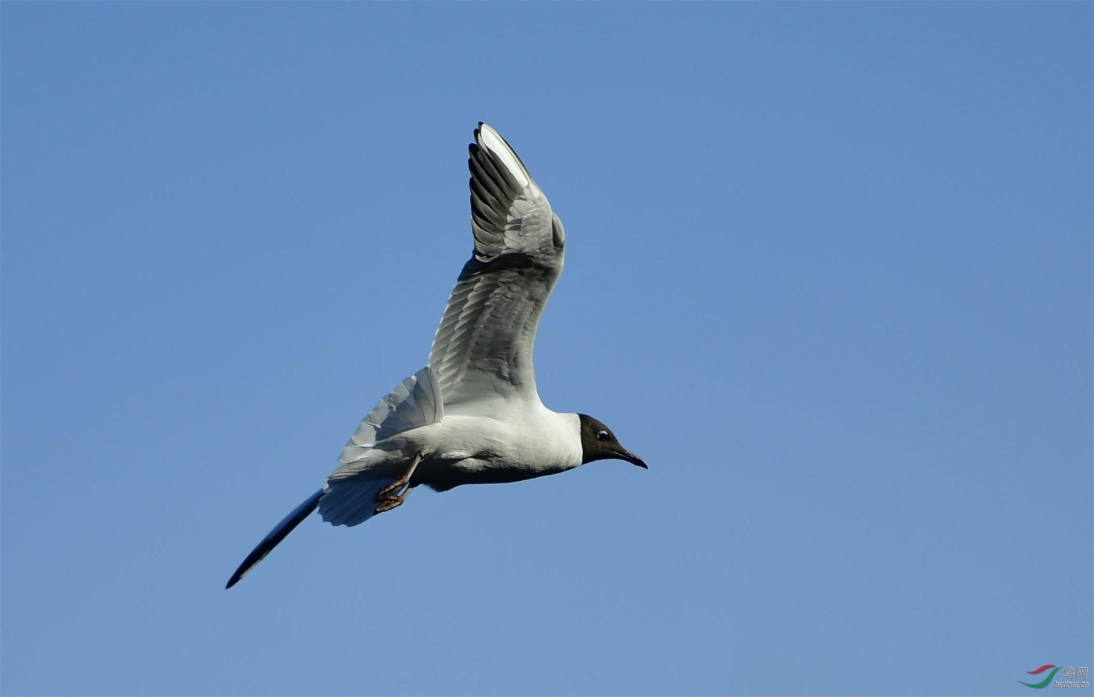 黑头鸥