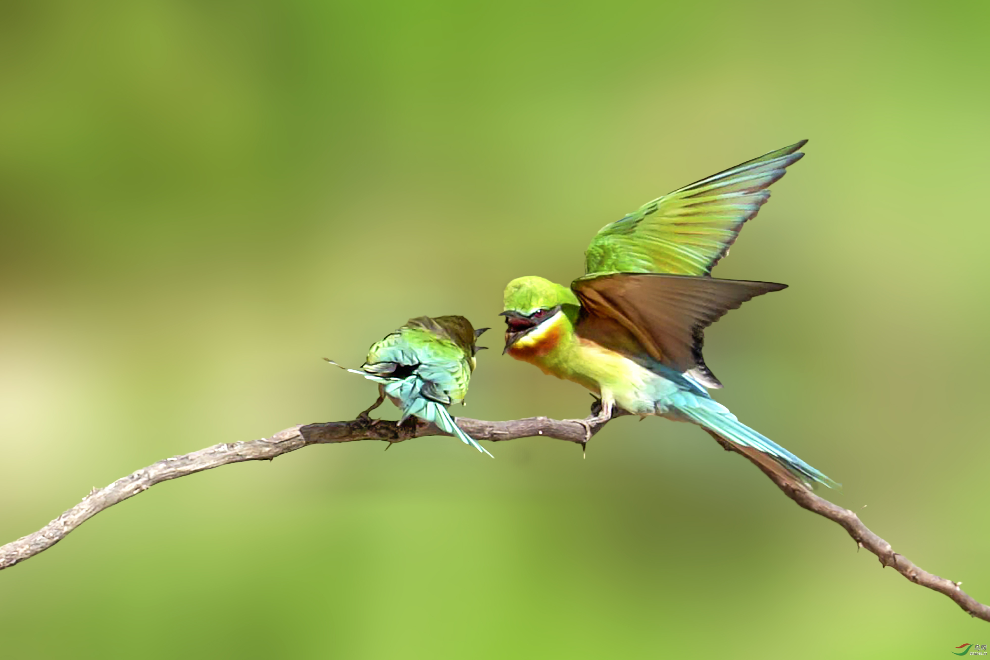 "中国最美丽的小鸟"——栗喉蜂虎