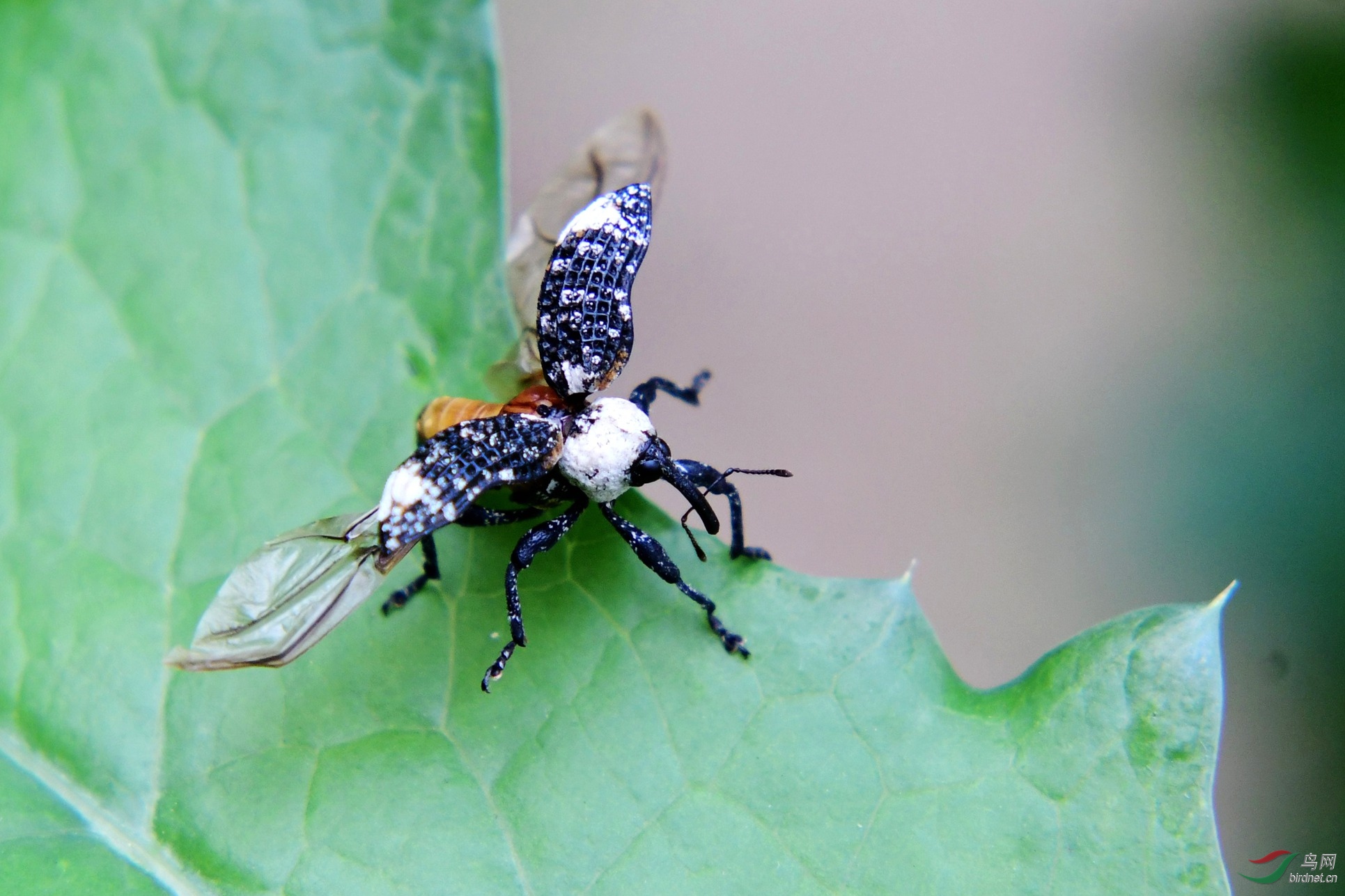 象鼻虫展翅