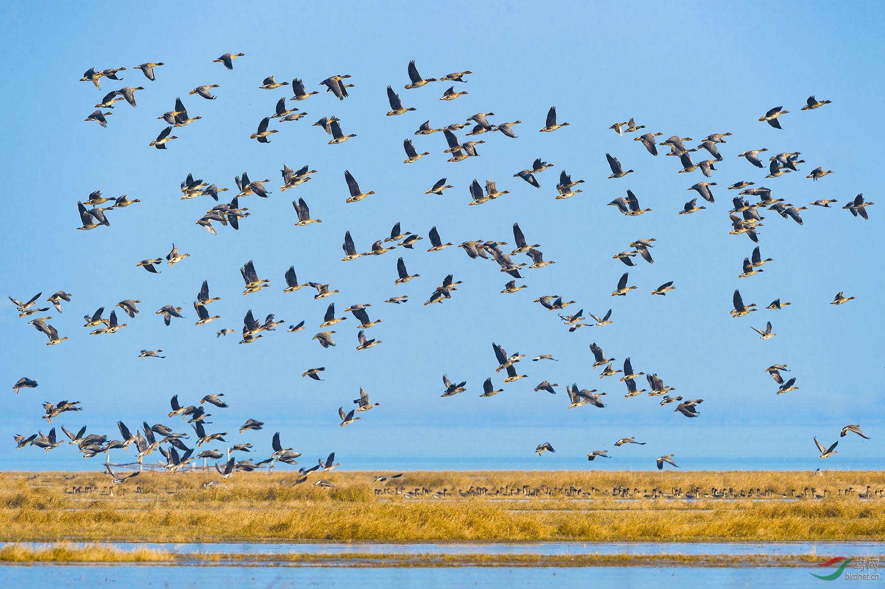 宿鸭湖上起飞的大雁群