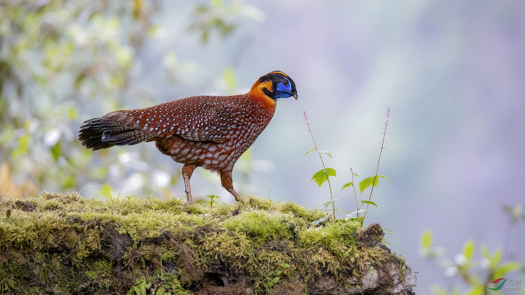 DSC_1647.jpg2_DxO (����).jpg