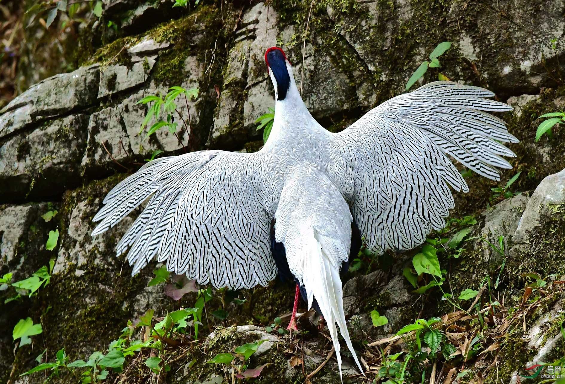 DSC_8112_����.jpg