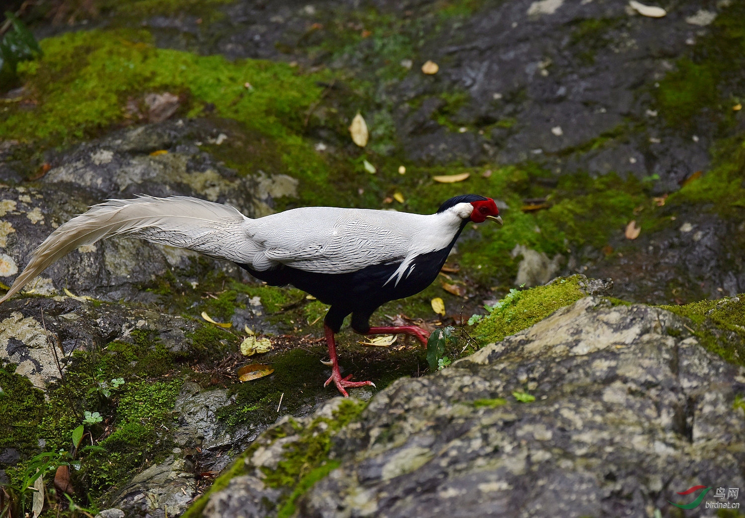 D8I_9918.jpg