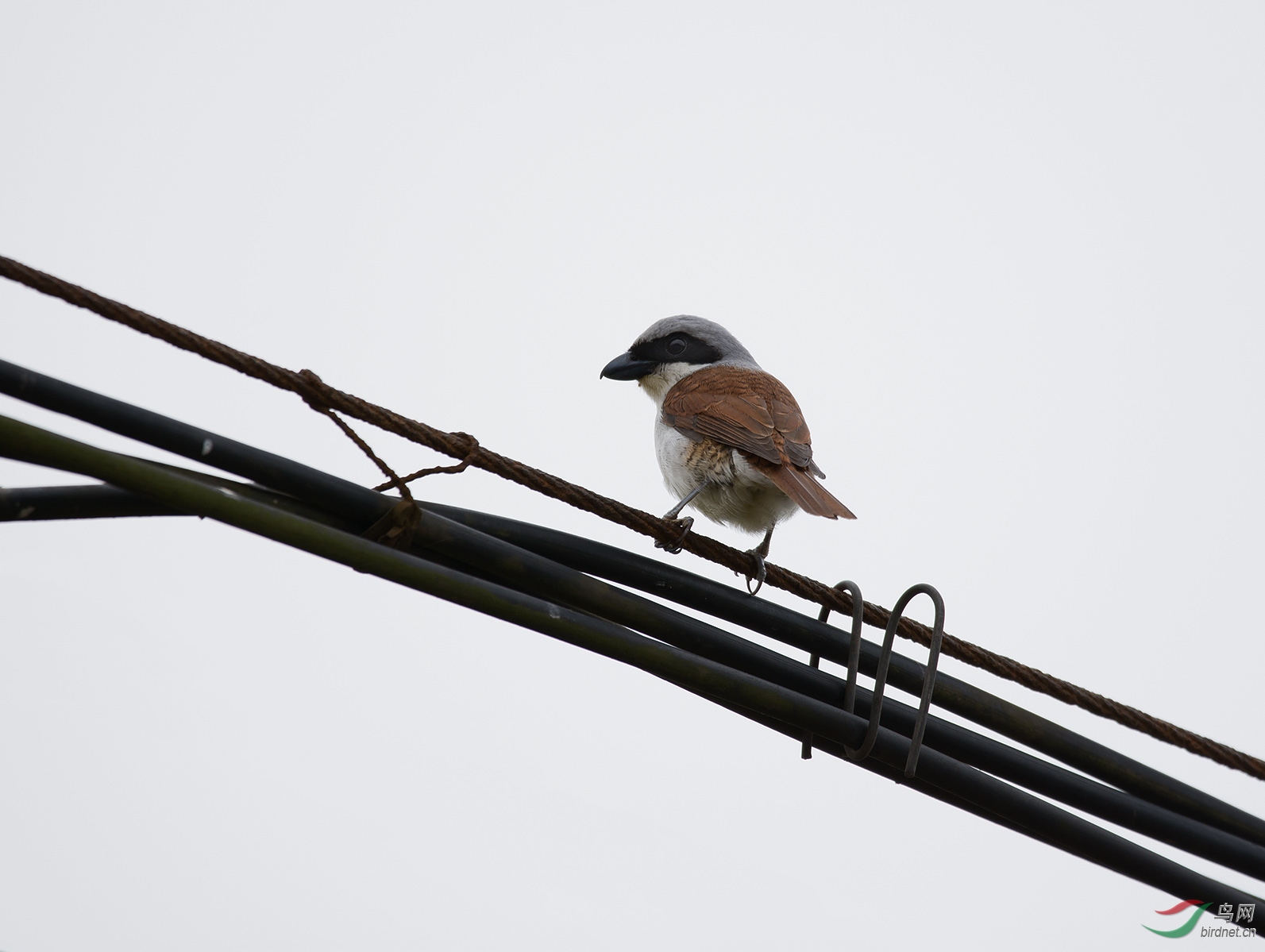 DSC_4966.jpg