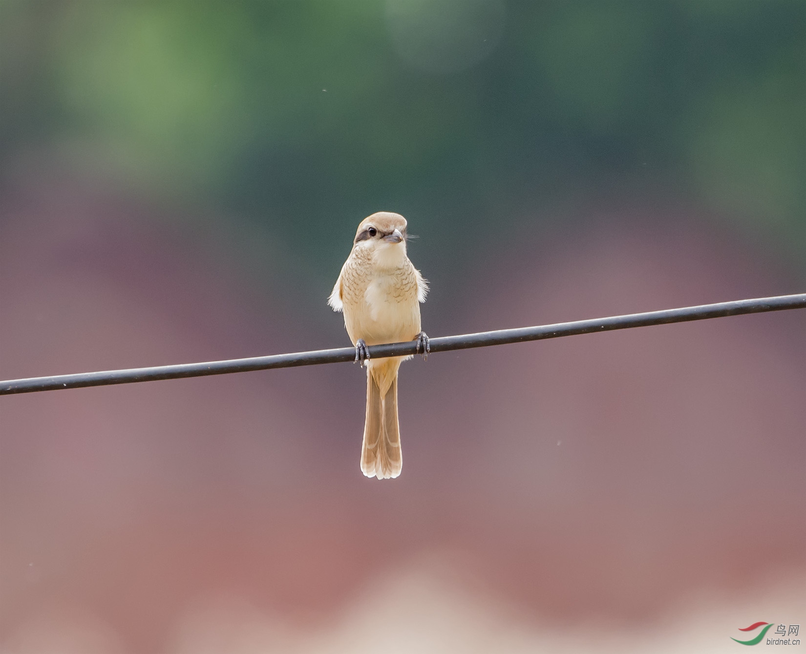DSC_5112.jpg