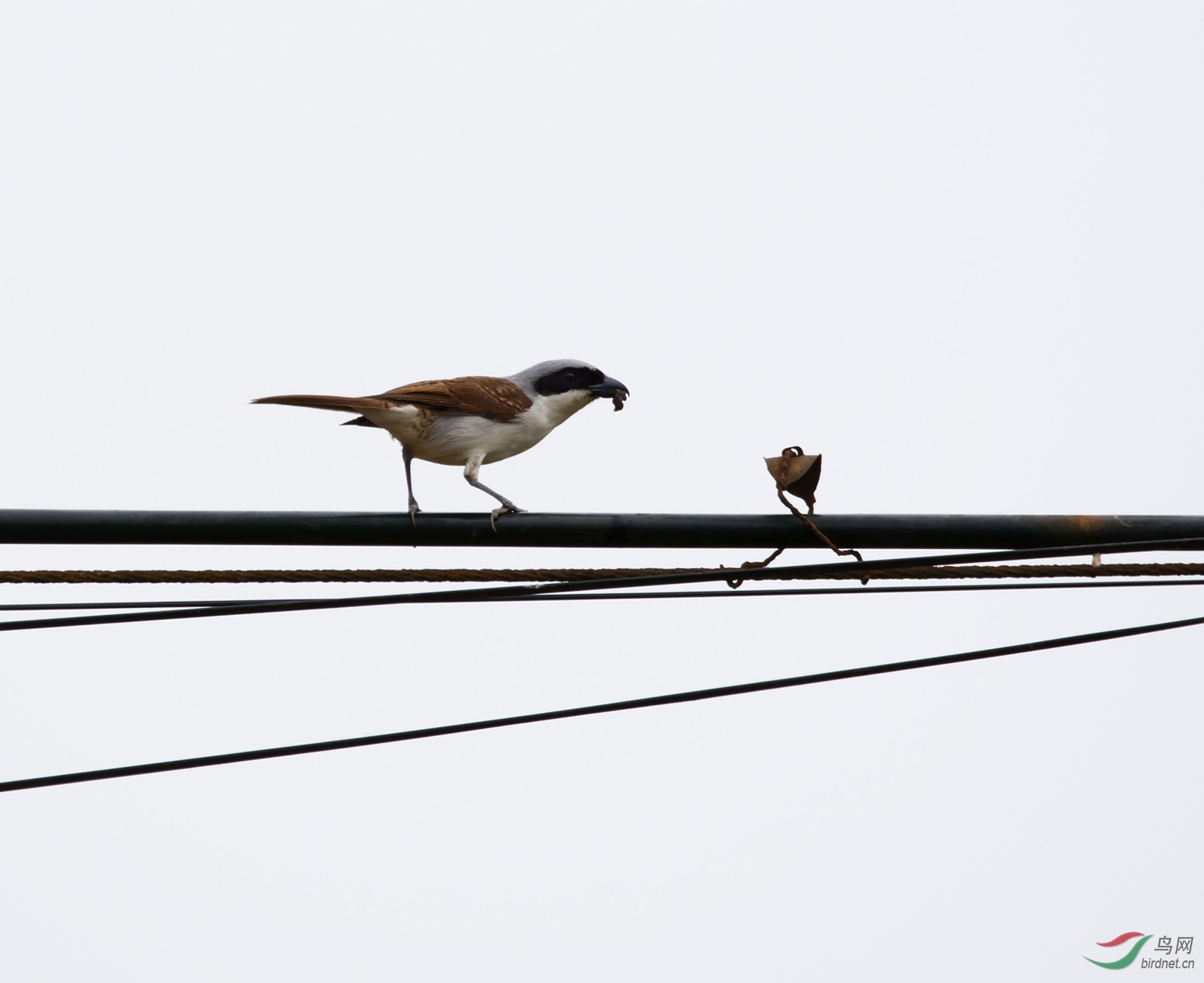 DSC_5055.jpg
