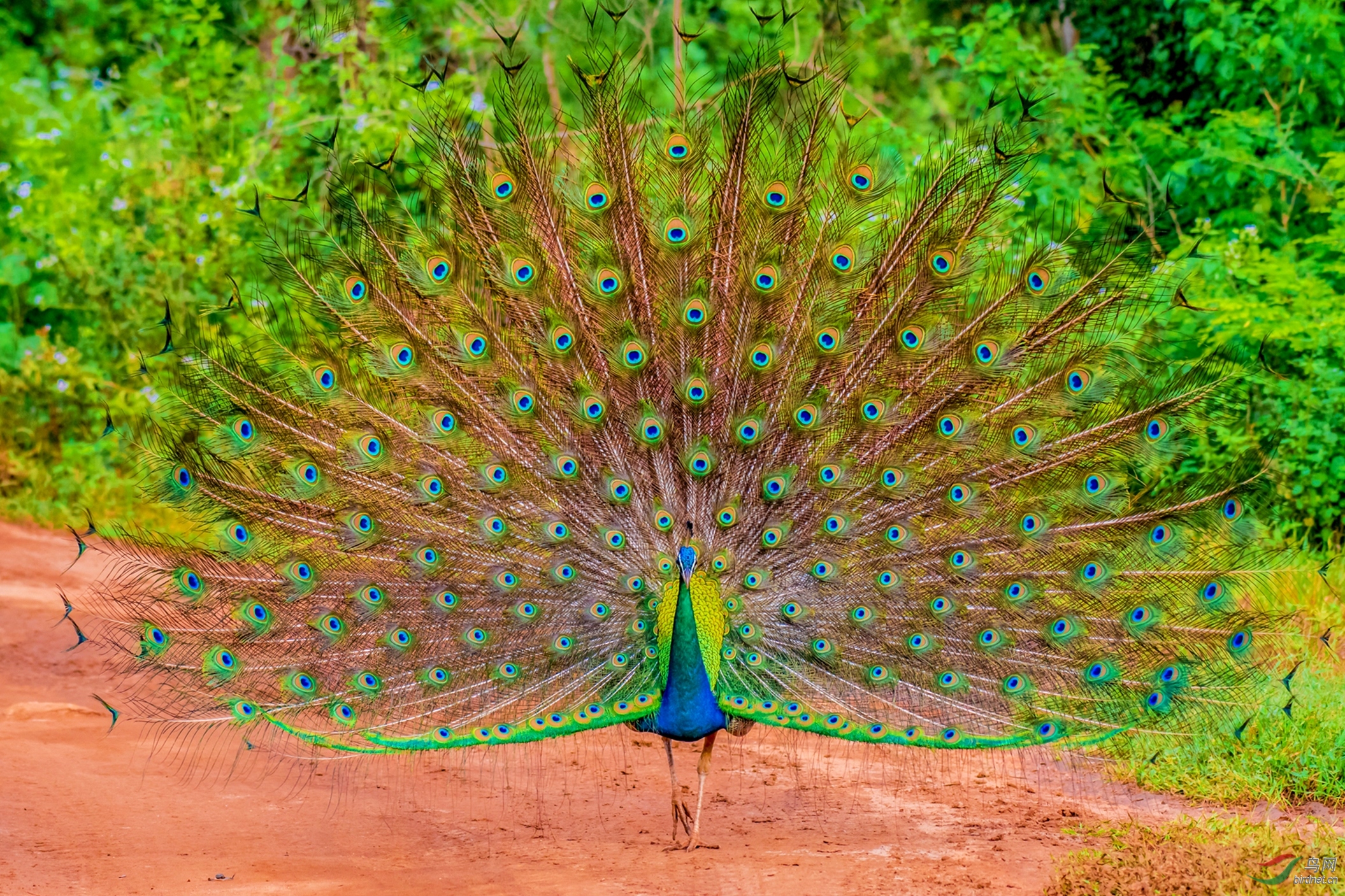 印度国鸟蓝孔雀(祝贺荣获首页图文精华)