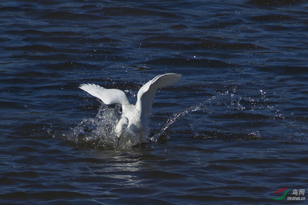 AC8I6205_����.jpg