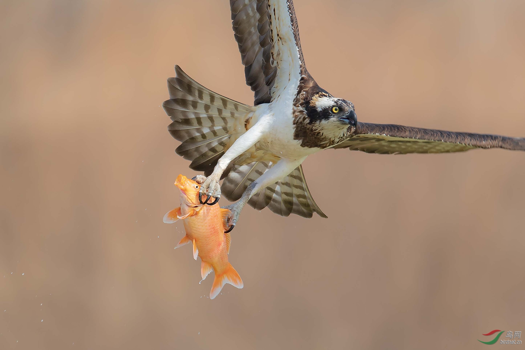 ����ĺ���