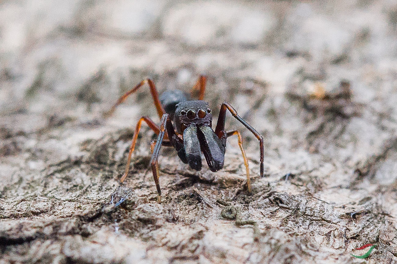 黑脚蚂蚁蜘蛛图片