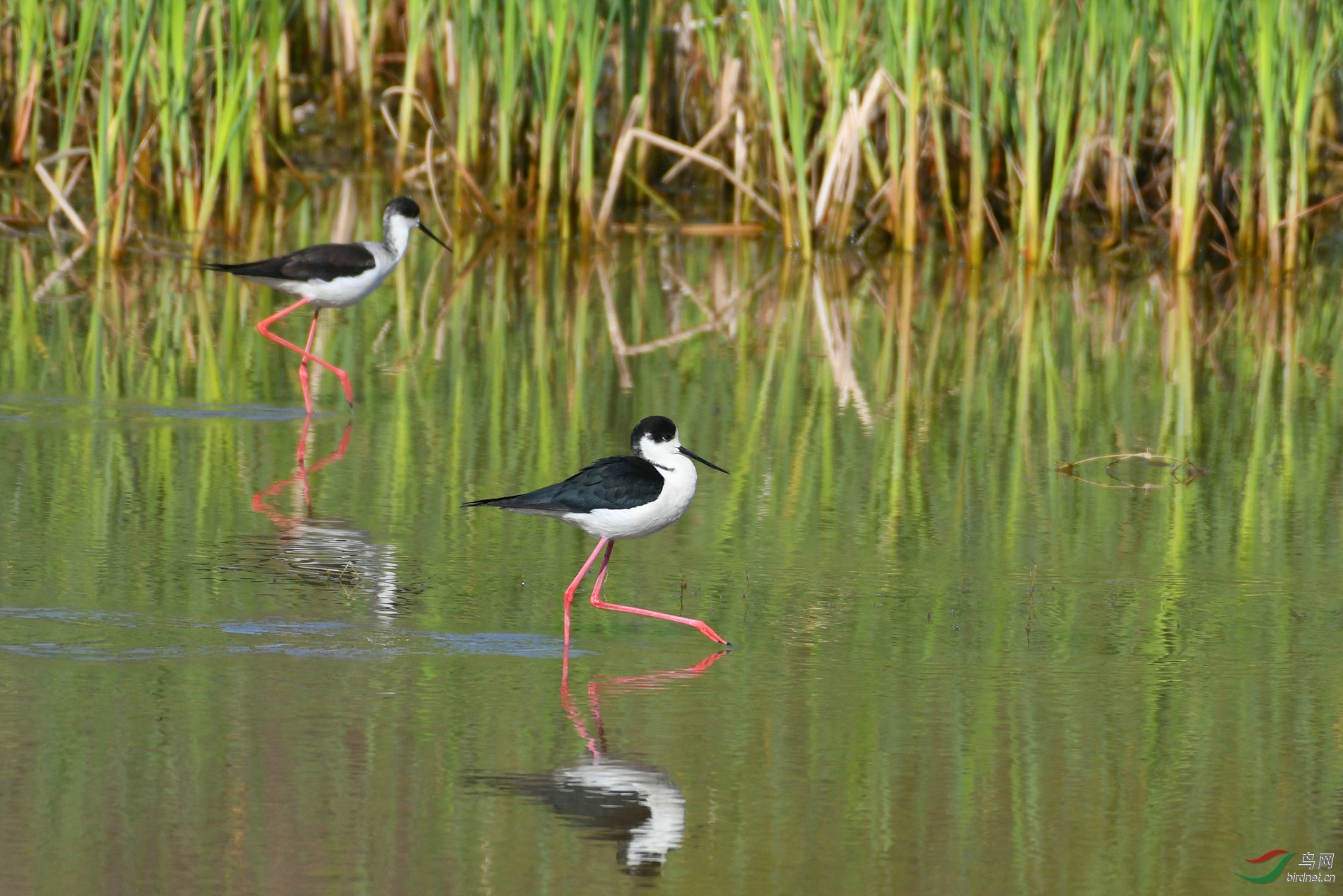 DSC_1004.JPG