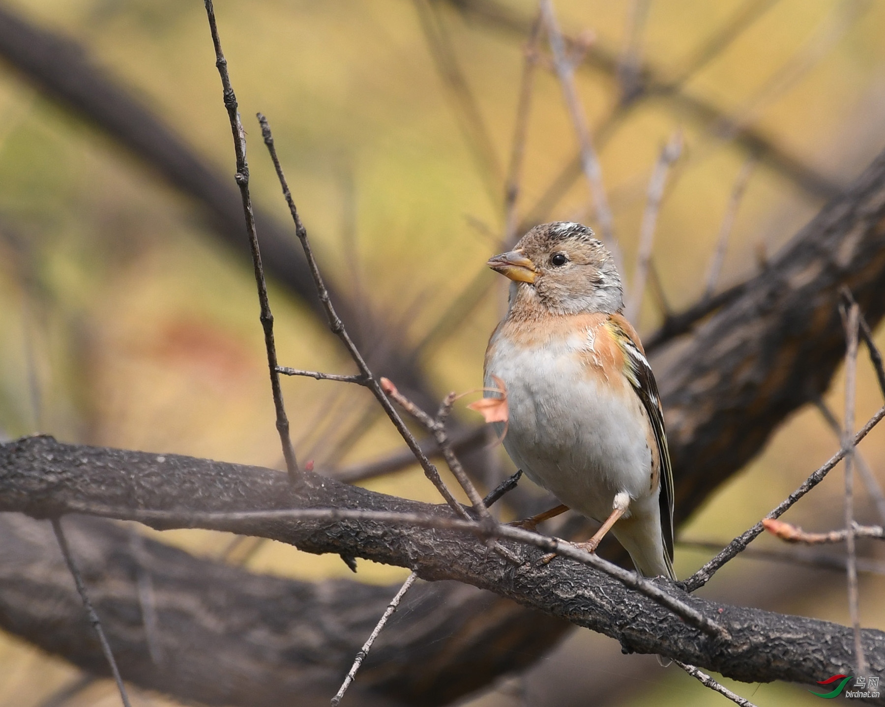 ������Ӱ 1337����.jpg