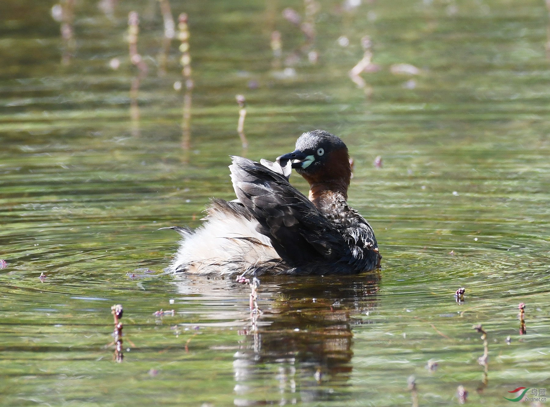 ������Ӱ 1846����.jpg