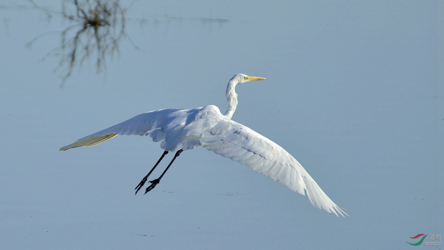 居延海的黄嘴鹭