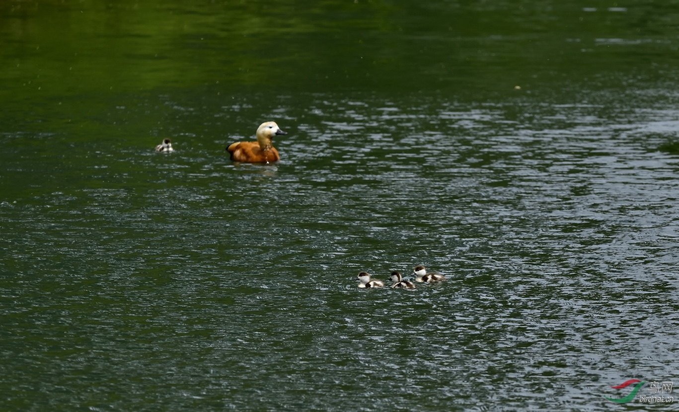 _DSC5508_00001-p-02.jpg