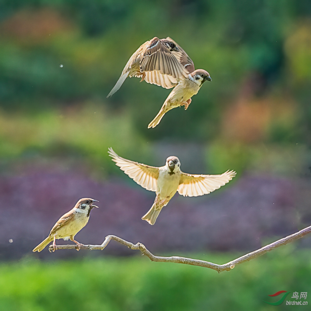 DSC_7077 _2.jpg