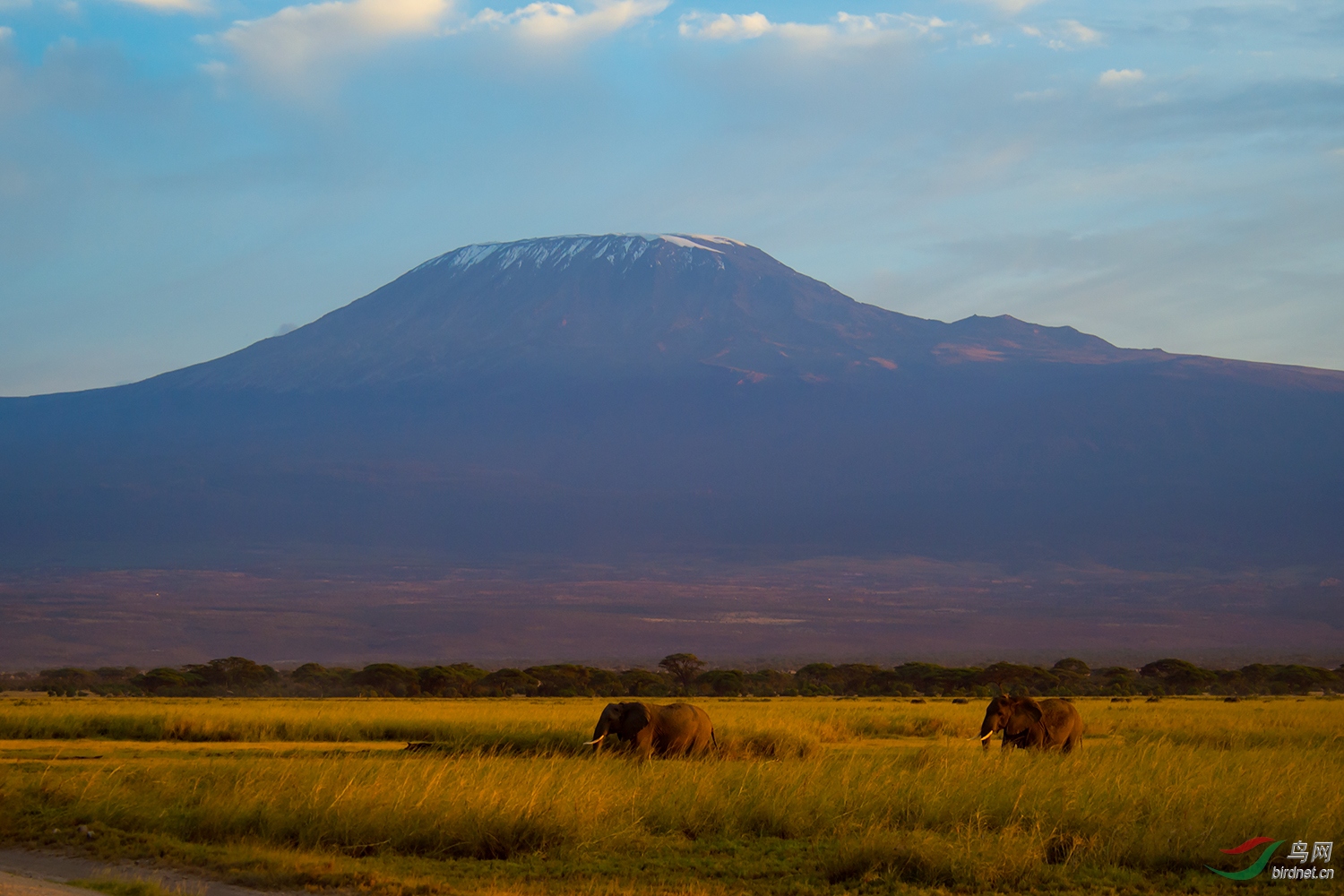 非洲象.乞峰.原野