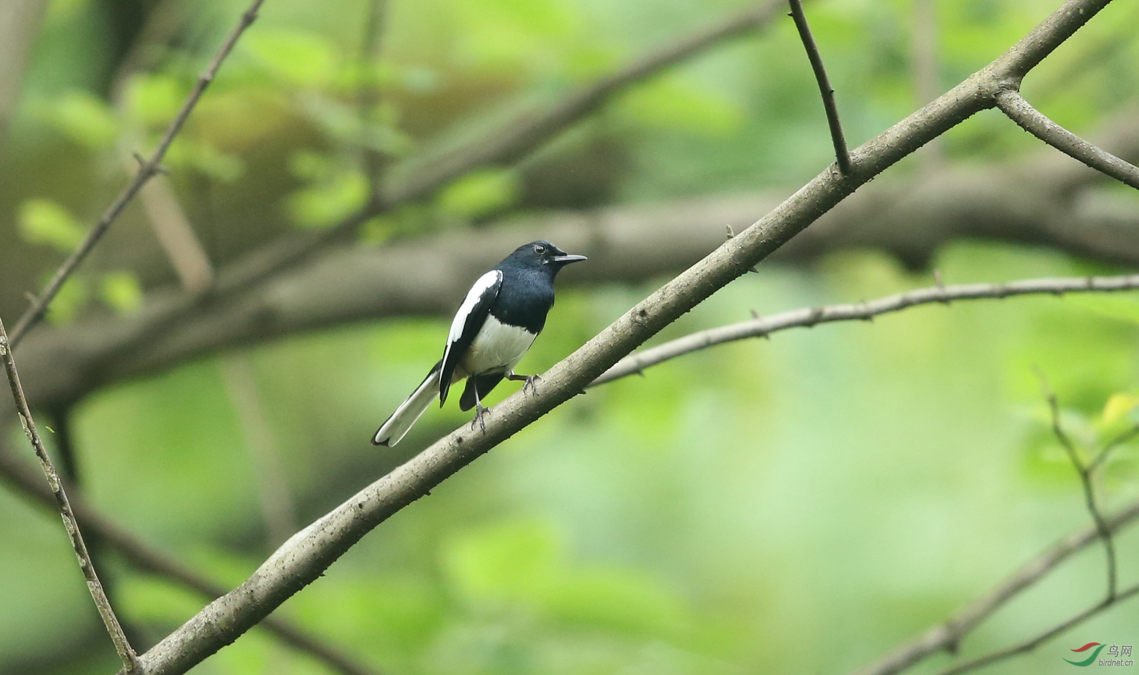 斜枝上的鹊鸲鸟