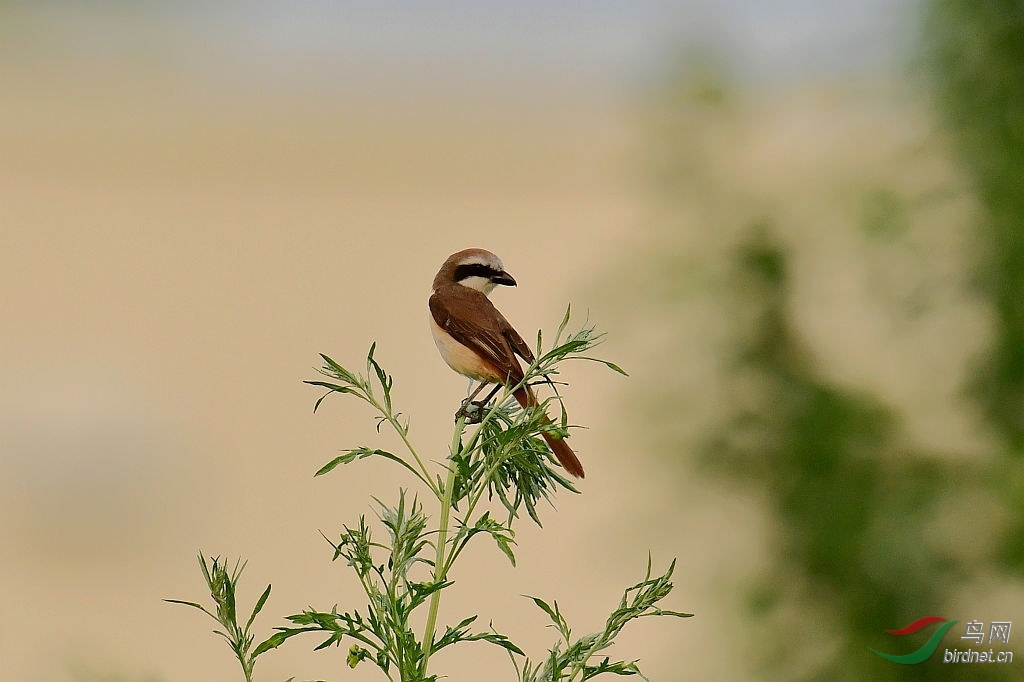 DSC_5568_��ͼ��.jpg