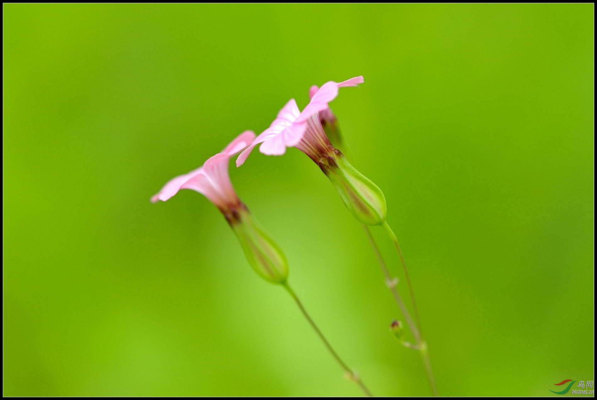 《芳草萋萋》