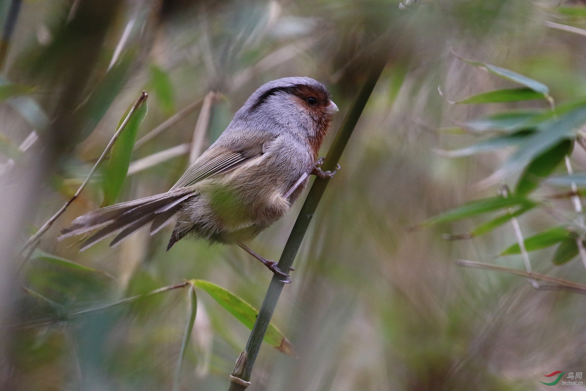深山幽谷藏靓鸟灰冠鸦雀
