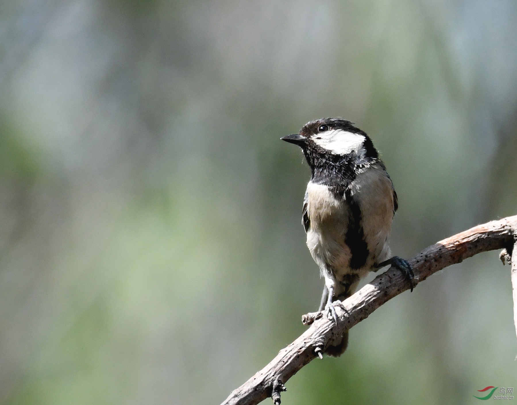 ������Ӱ 2579����.jpg