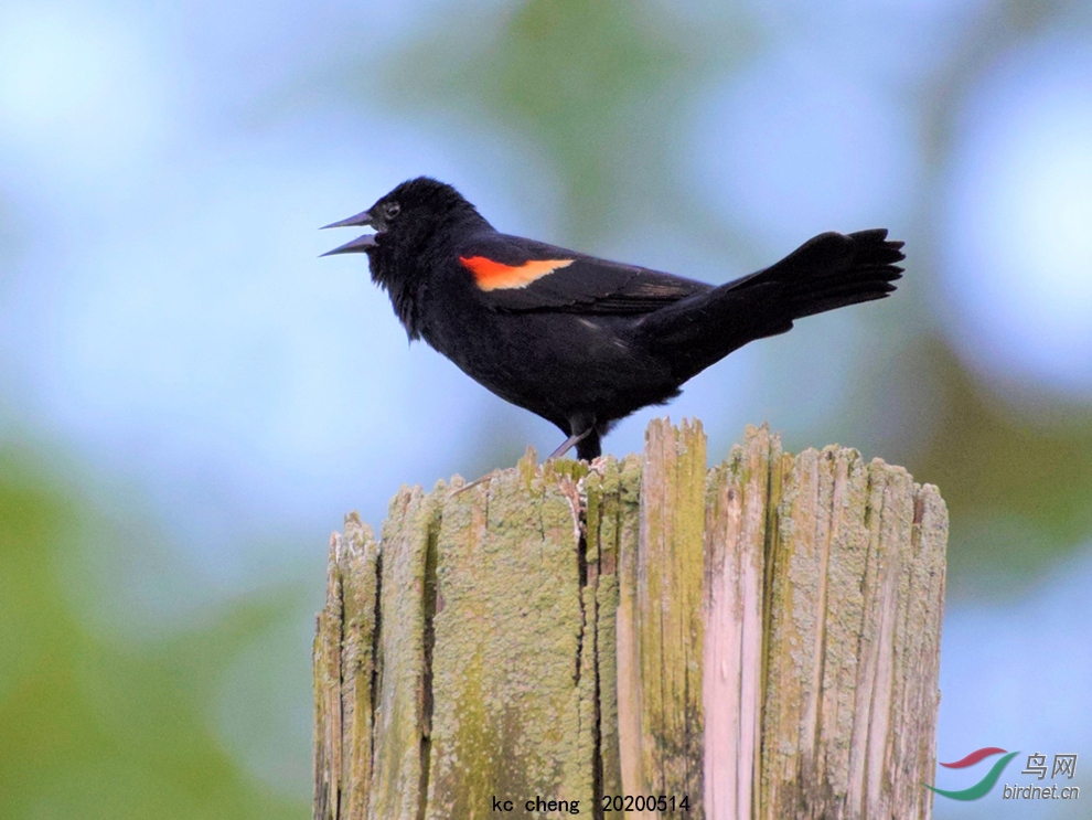 一只红翅黑鹂在木杆顶端鸣唱