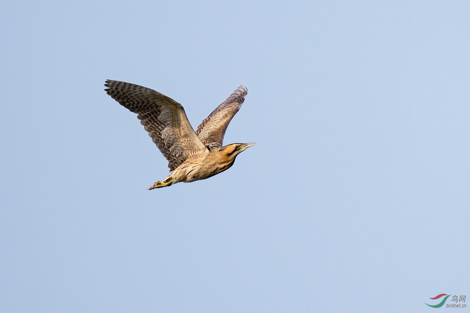 DSC08812-1.jpg