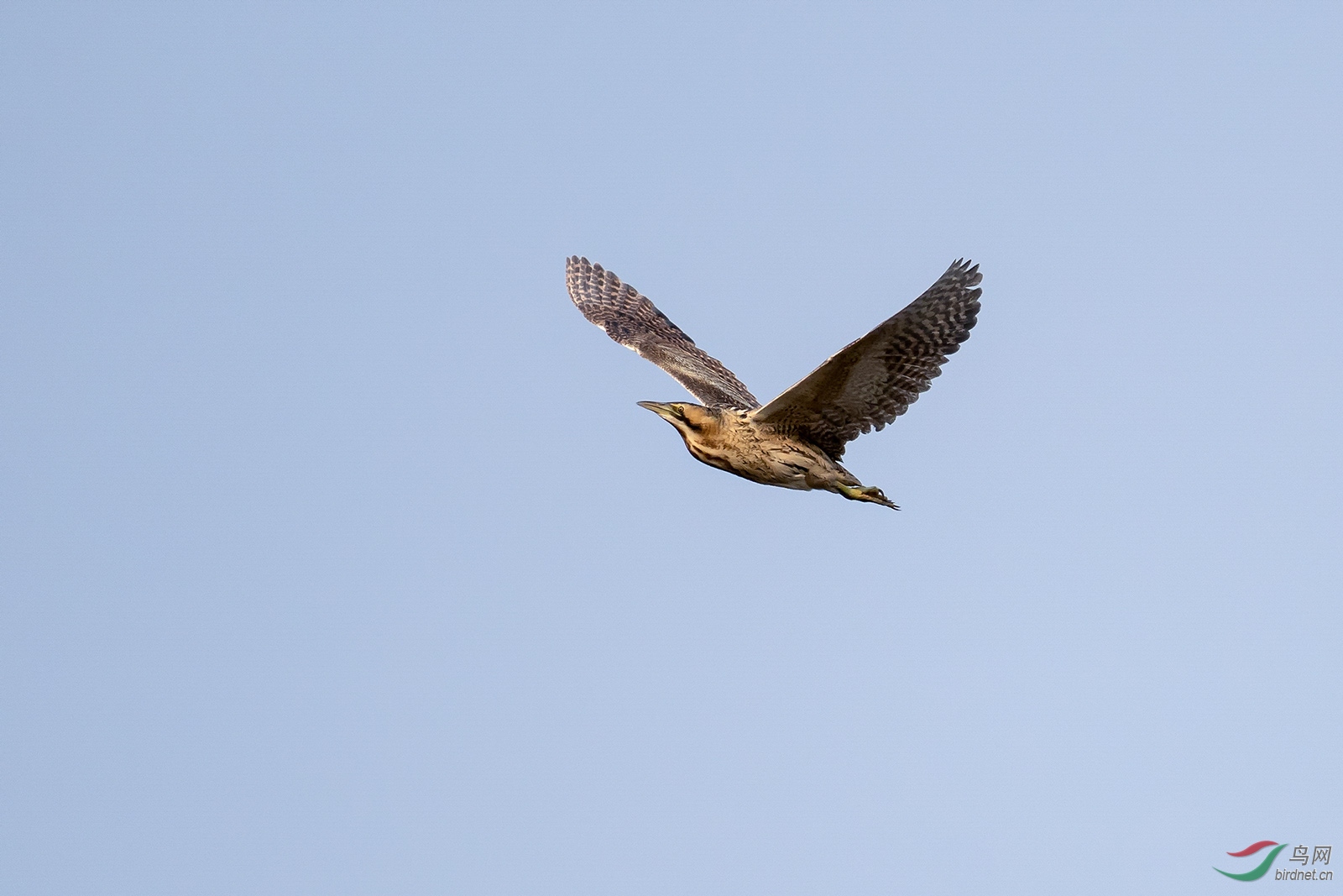 DSC08841-1.jpg