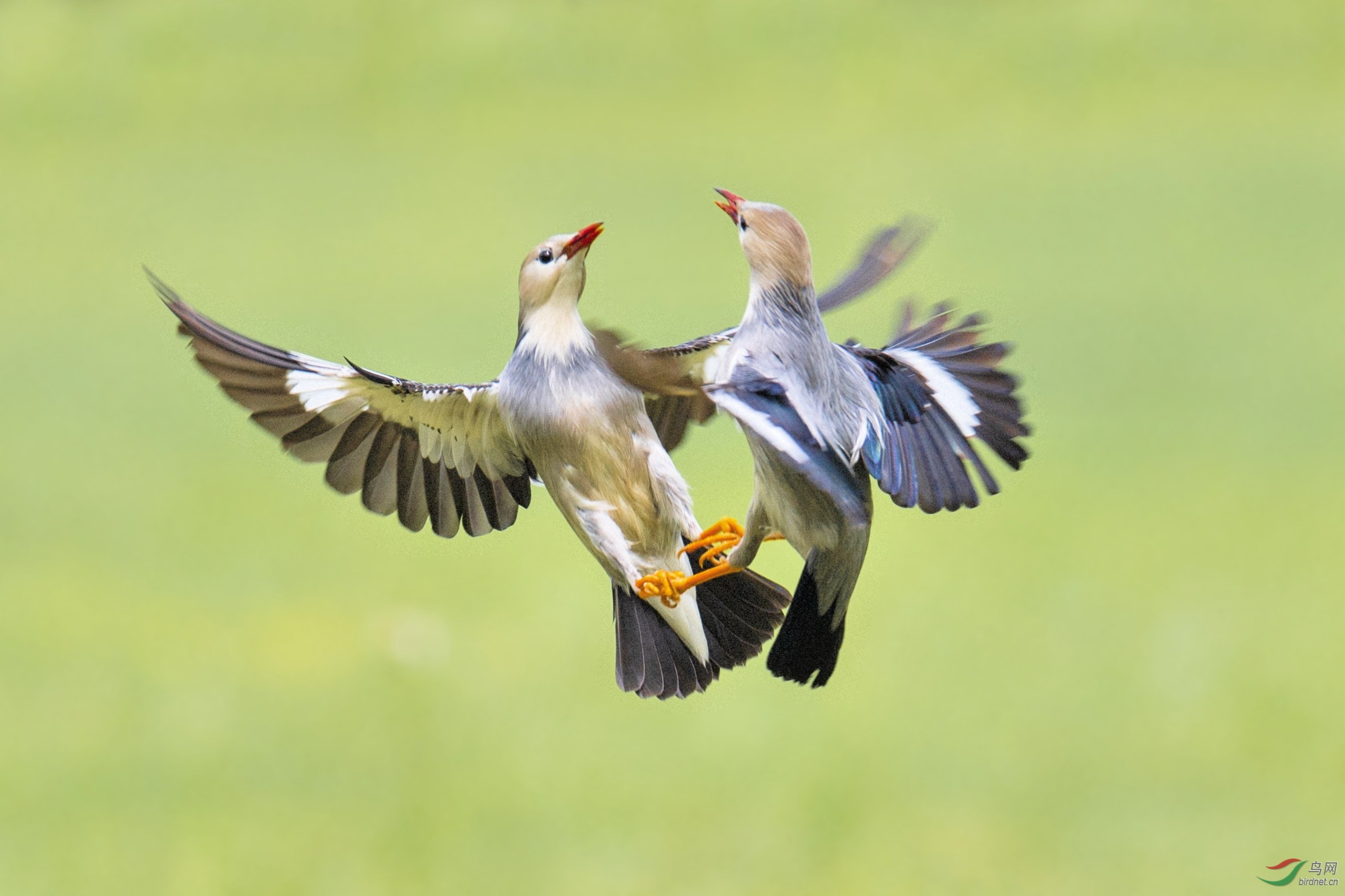 多姿多彩-丝光掠鸟