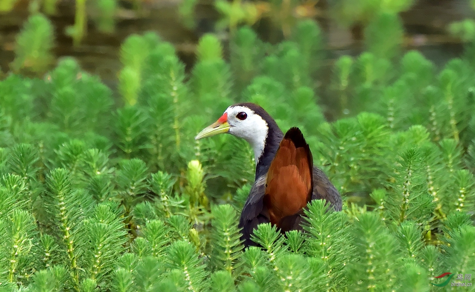 DSC_5395_conew1.jpg