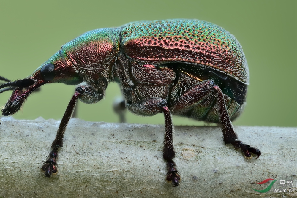 谈情说爱的梨卷叶象