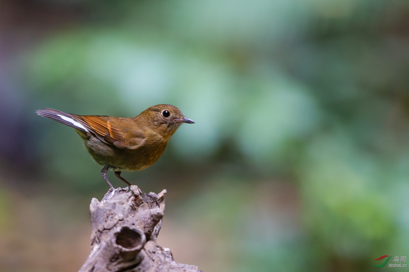 名:white-tailed robin)属雀形目鹟科地鸲属,又叫白尾地鸲,白尾蓝鸲