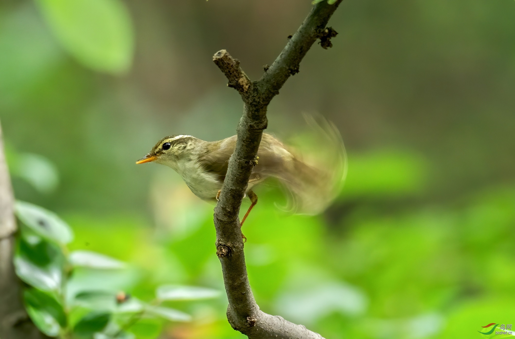 ��β�͵Ĺ���