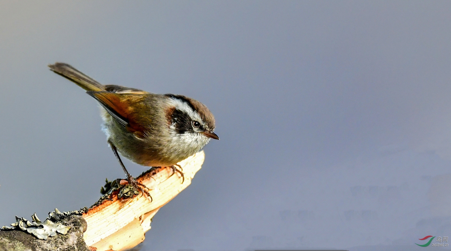 轿子雪山的精灵(2)白眉雀鹛