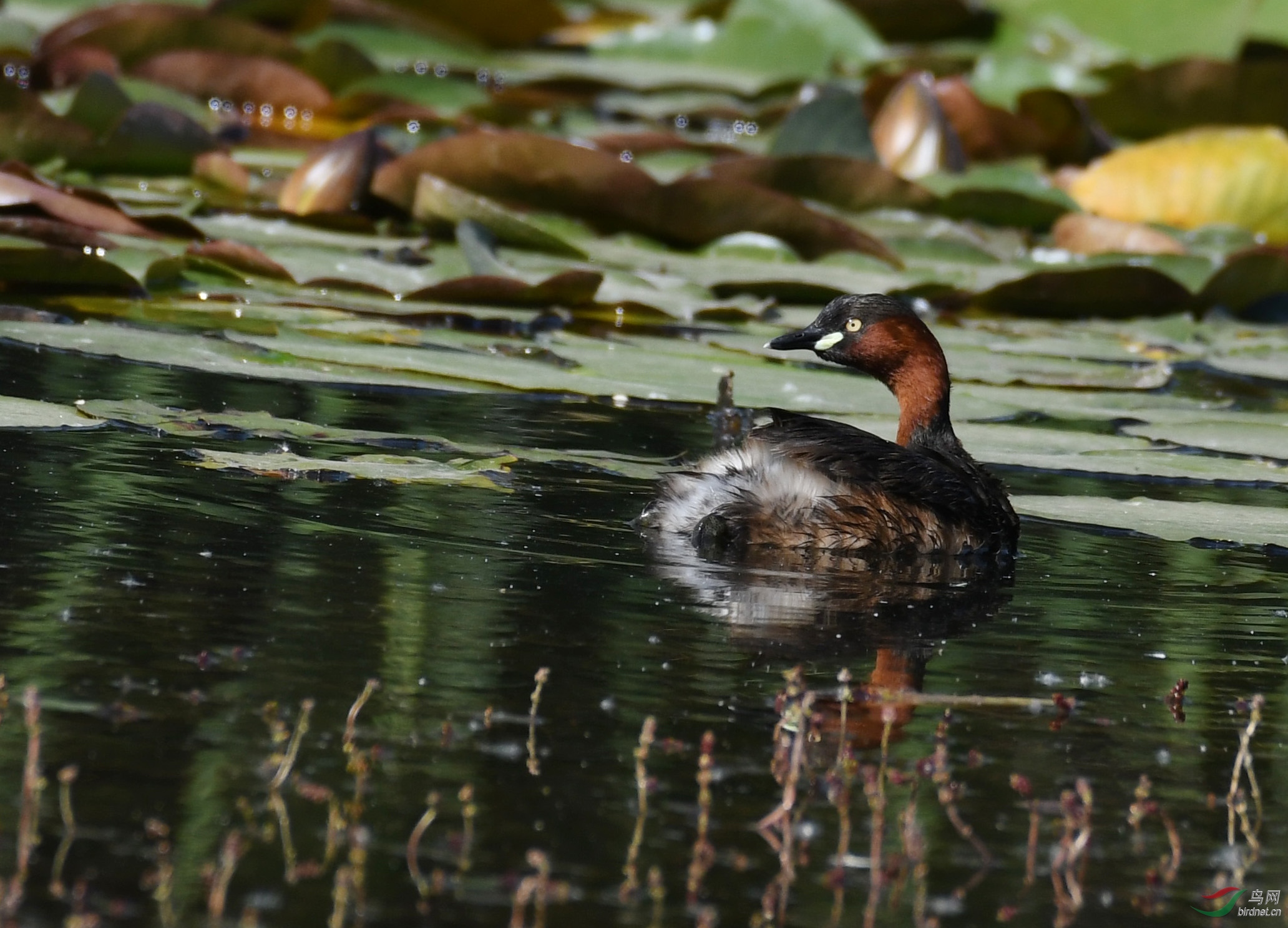 ������Ӱ 1493����.jpg