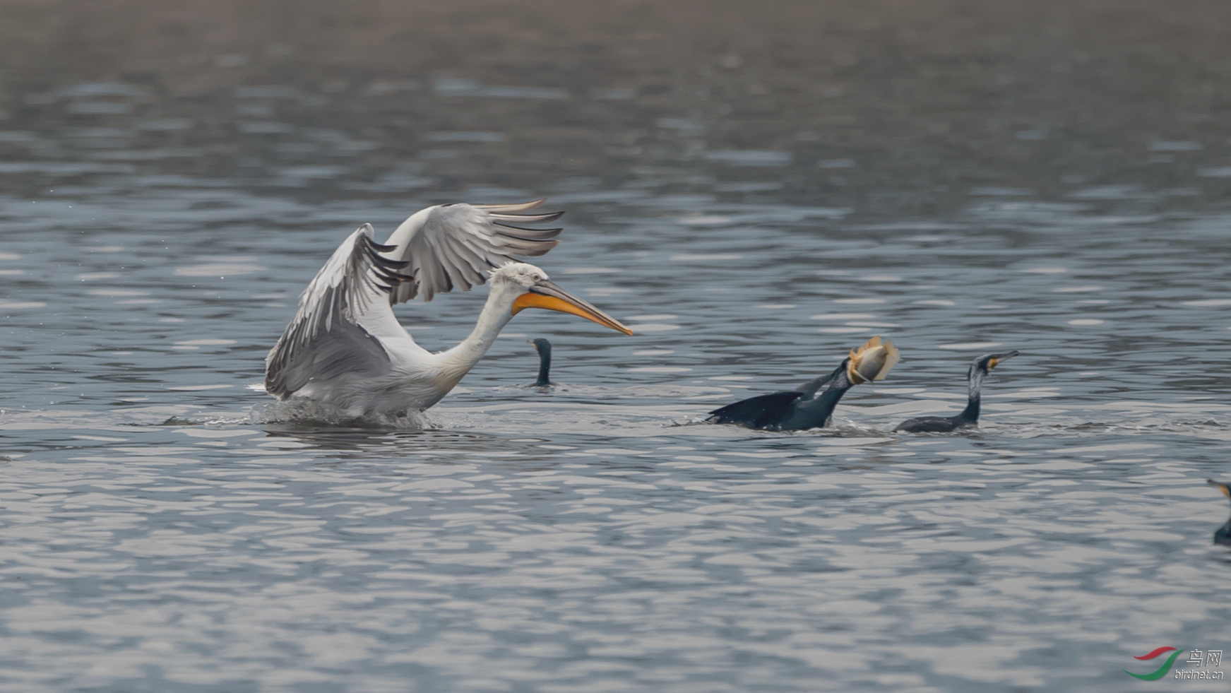 DSC_7671-1.jpg