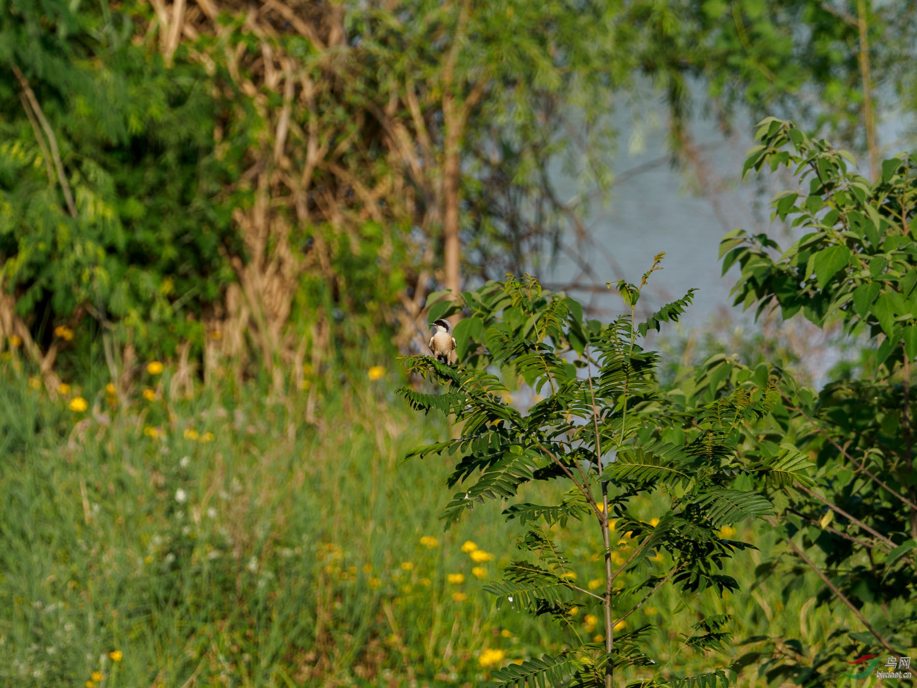 P5170004.jpg