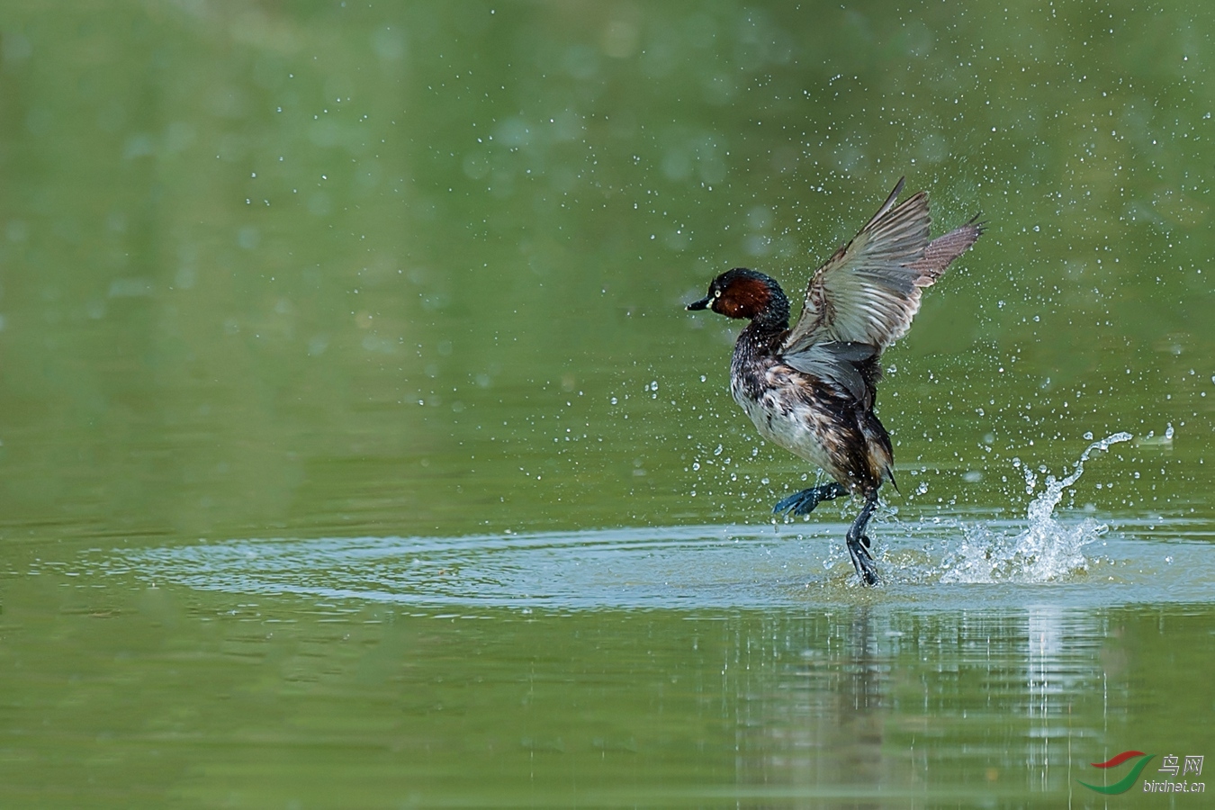 XCG_6911 - ����.jpg